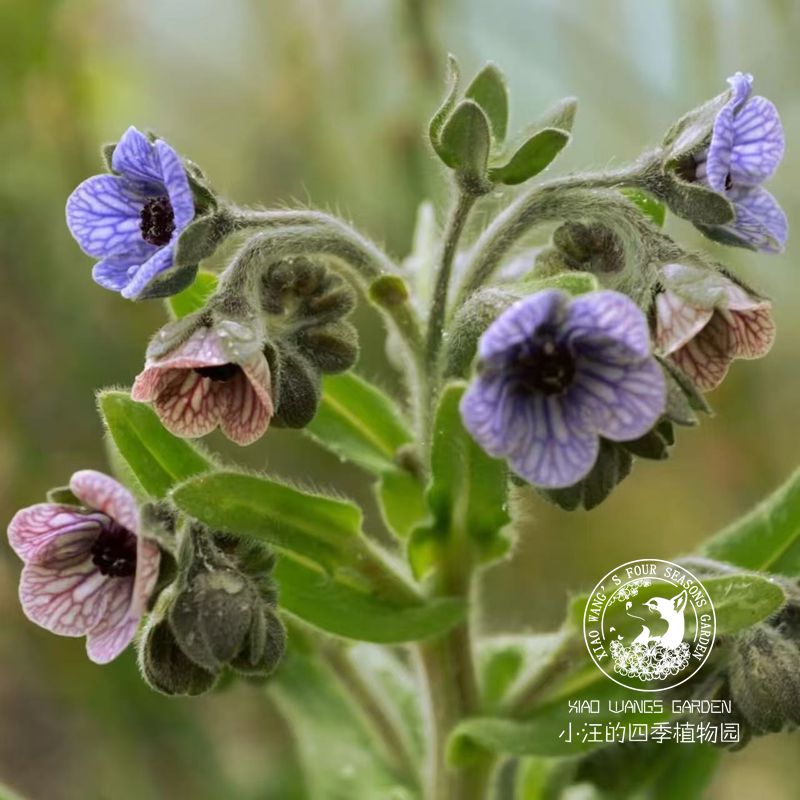 克汀琉璃草 毛绒紫草 春季开花 耐寒草本花卉植物苗 庭院阳台盆栽