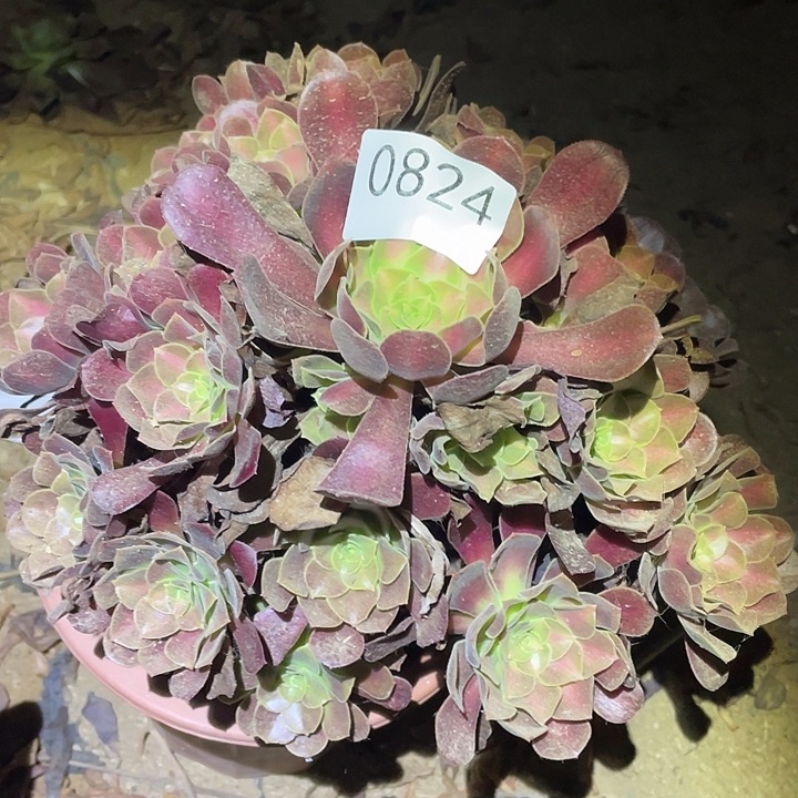 多肉植物法师824花呐