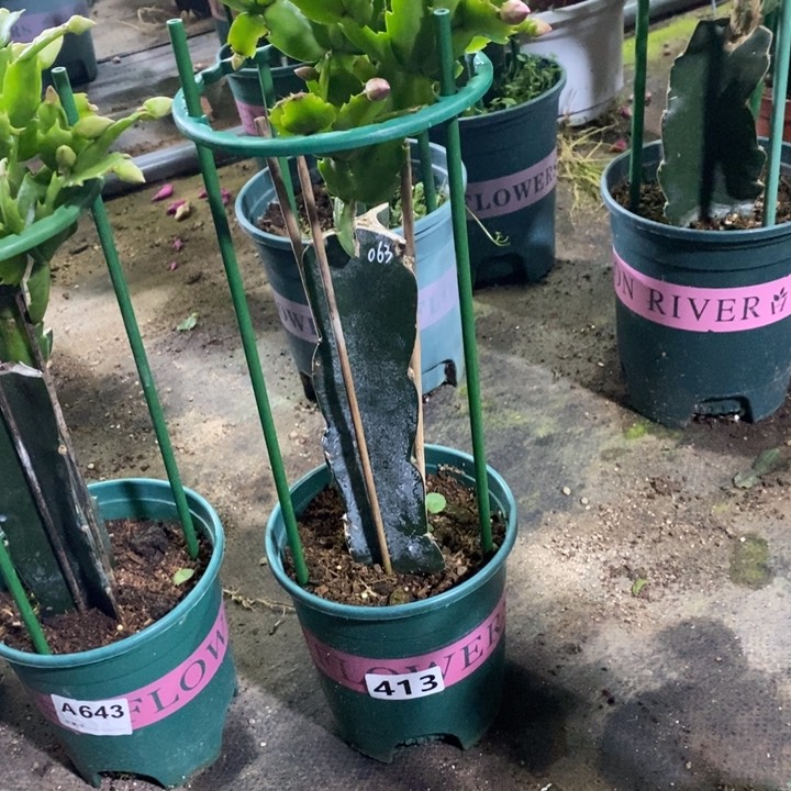 大部分花苞少量开放南*413