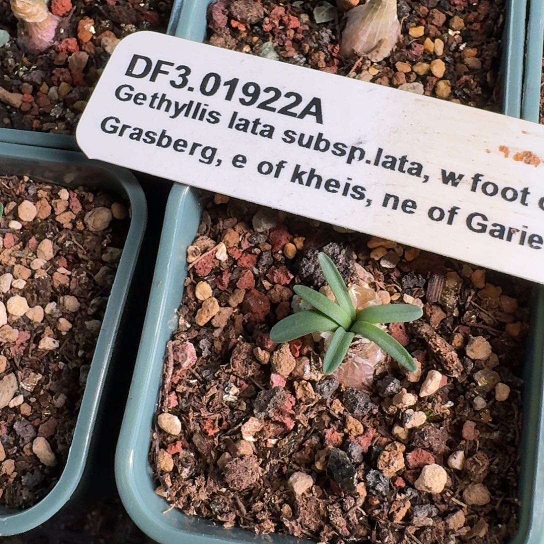 gethyllis lata香果石蒜