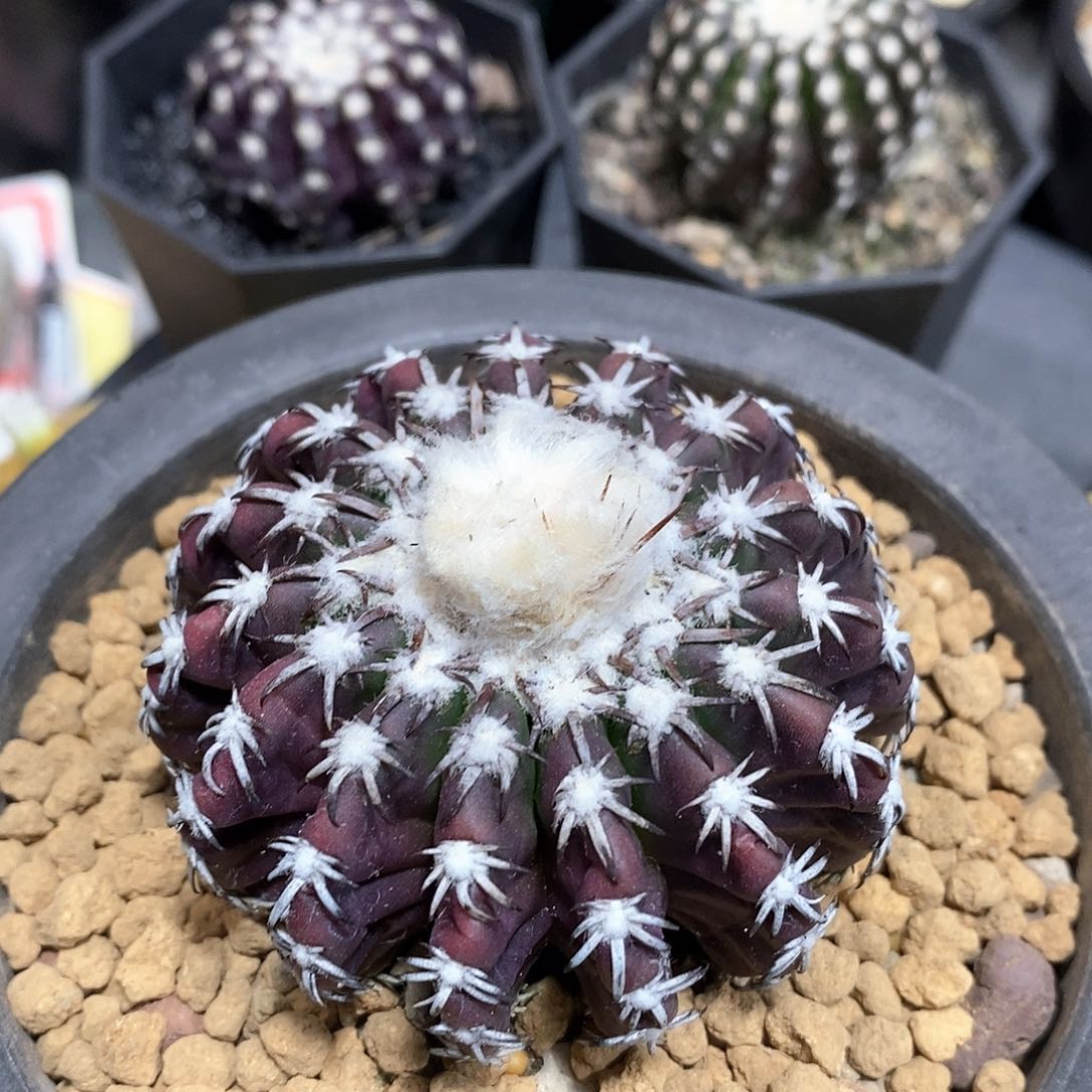 实生奇特圆盘仙人球