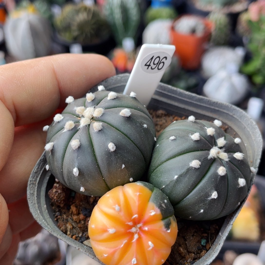 仙人球满28包邮盆口径5公分紫皮兜锦6.3公分