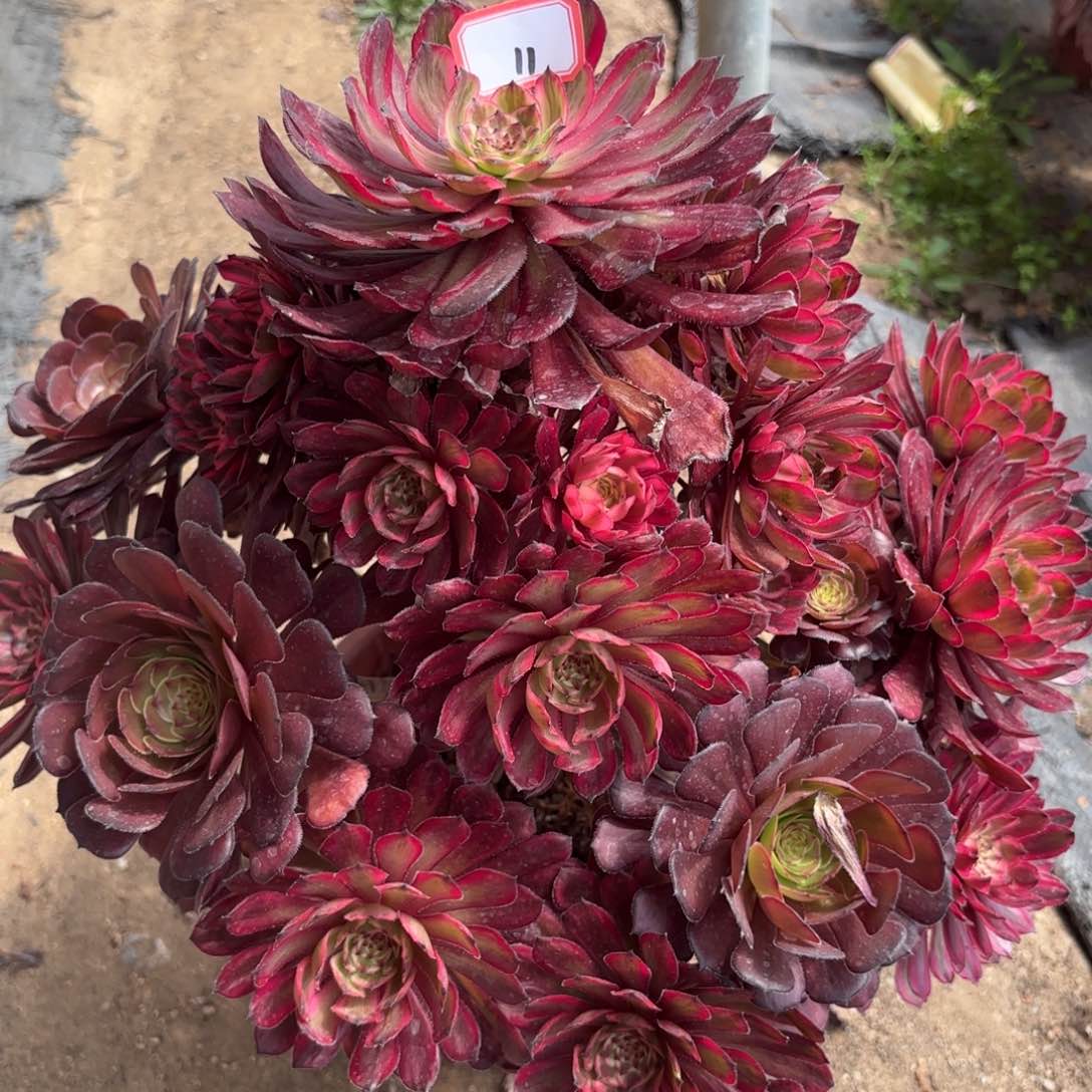 11紫霞多肉植物绿植