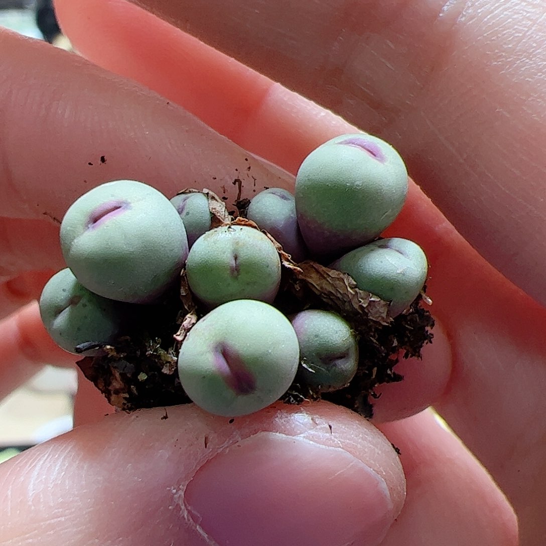 【闪购商品】132 红嘴sb1195