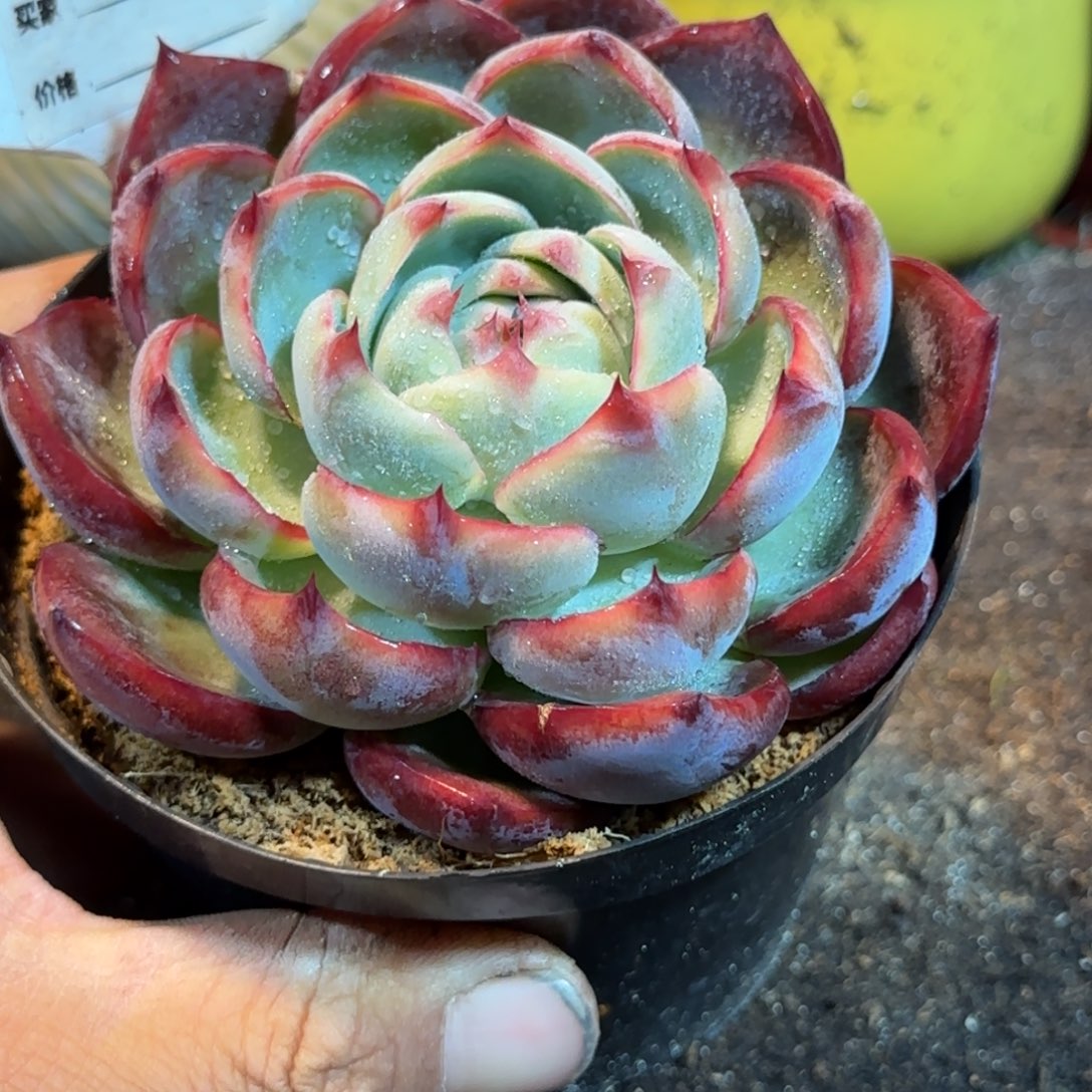 惊鸿一物一拍包装收缩花旱772