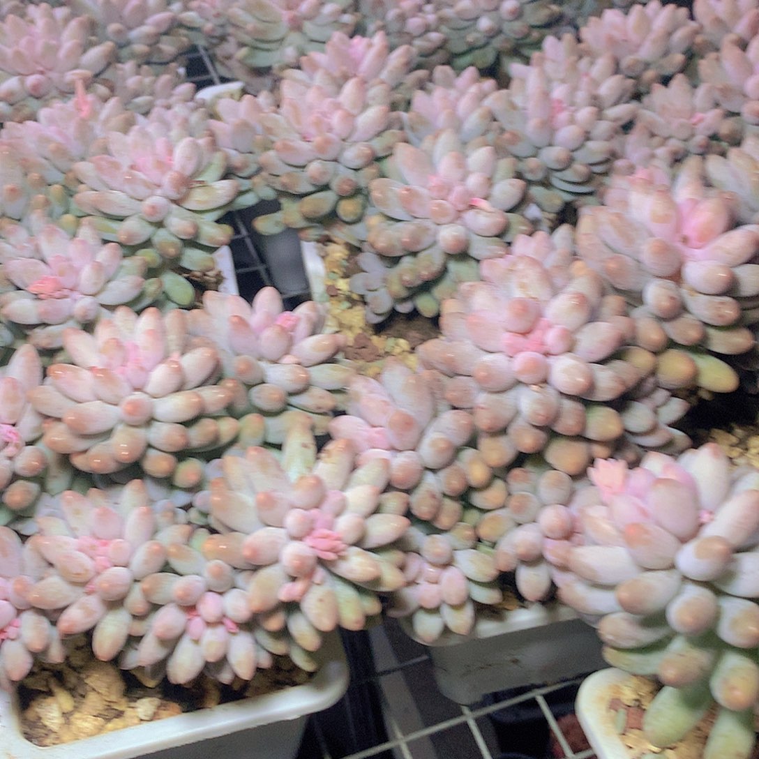 大号樱花奶34ertyuiiioo6788