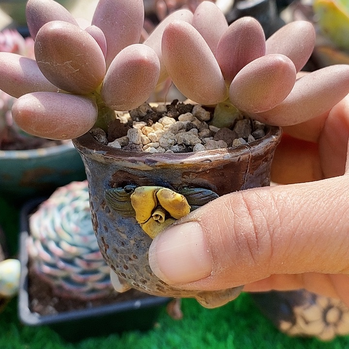 糖果美人带盆土多肉