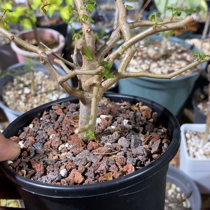 ****翔波叶实生带盆土发货！