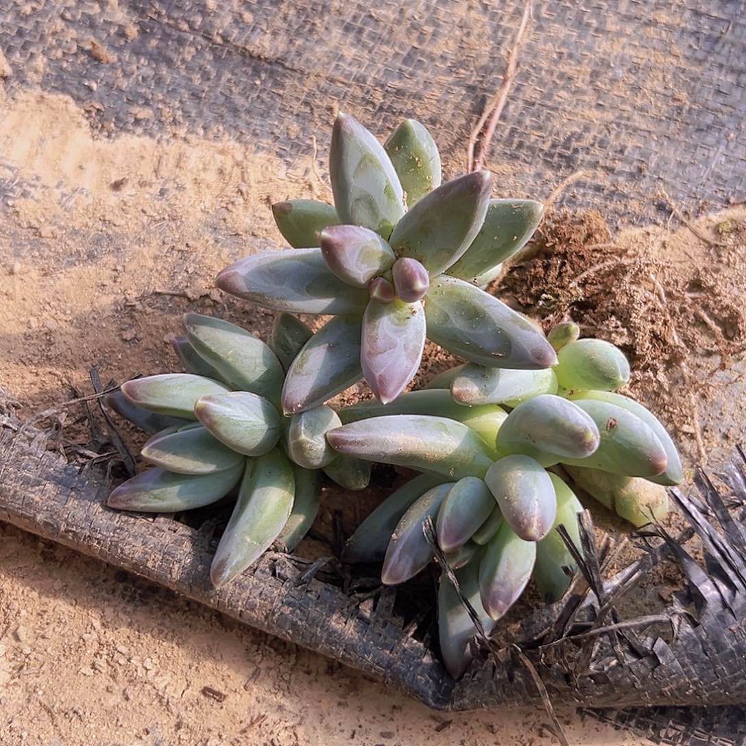 乌拉克拉3个单头脱土发