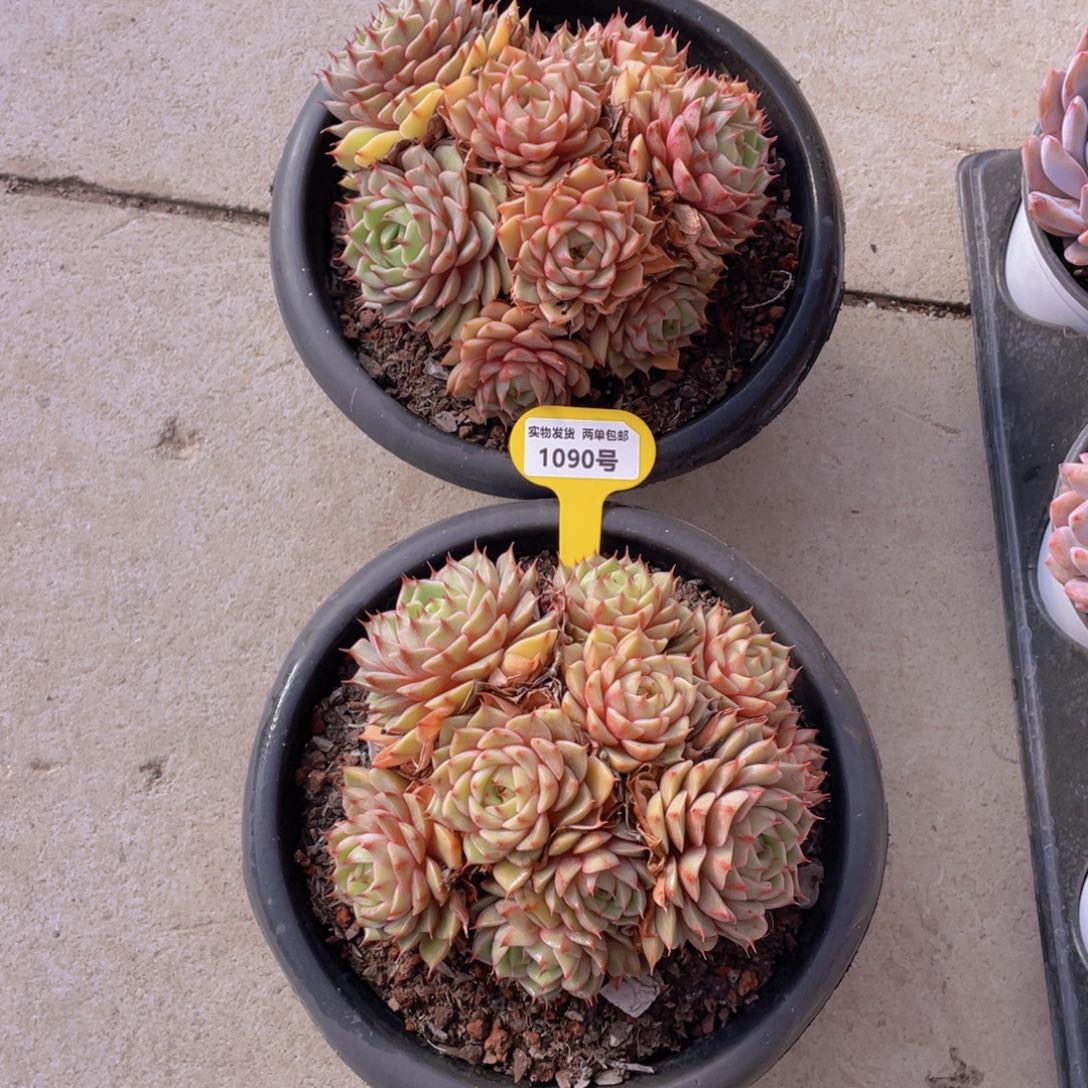 1090号 黄金苯巴蒂斯老桩大群生一个