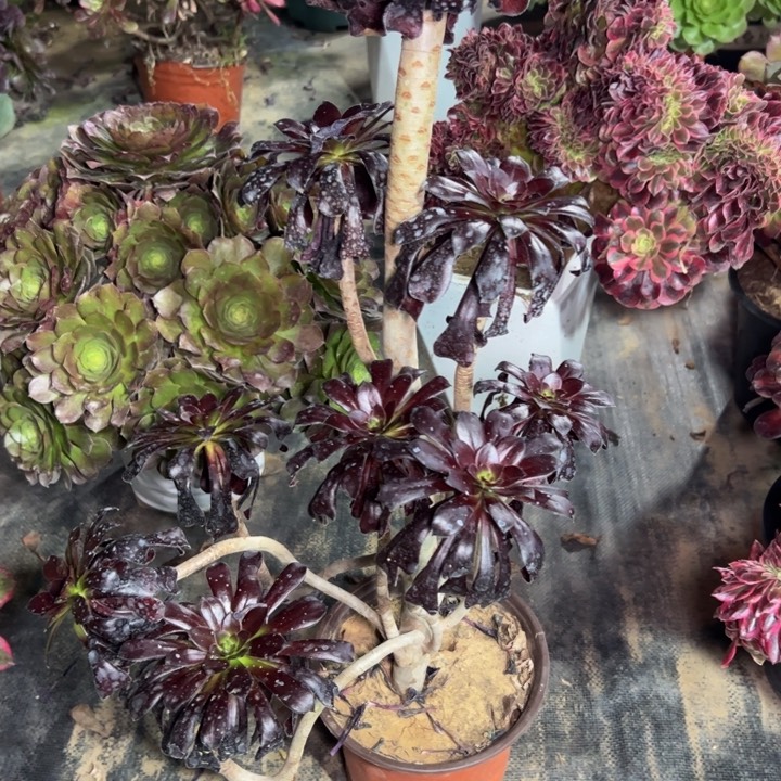 魔法造型776多肉法师一物一拍