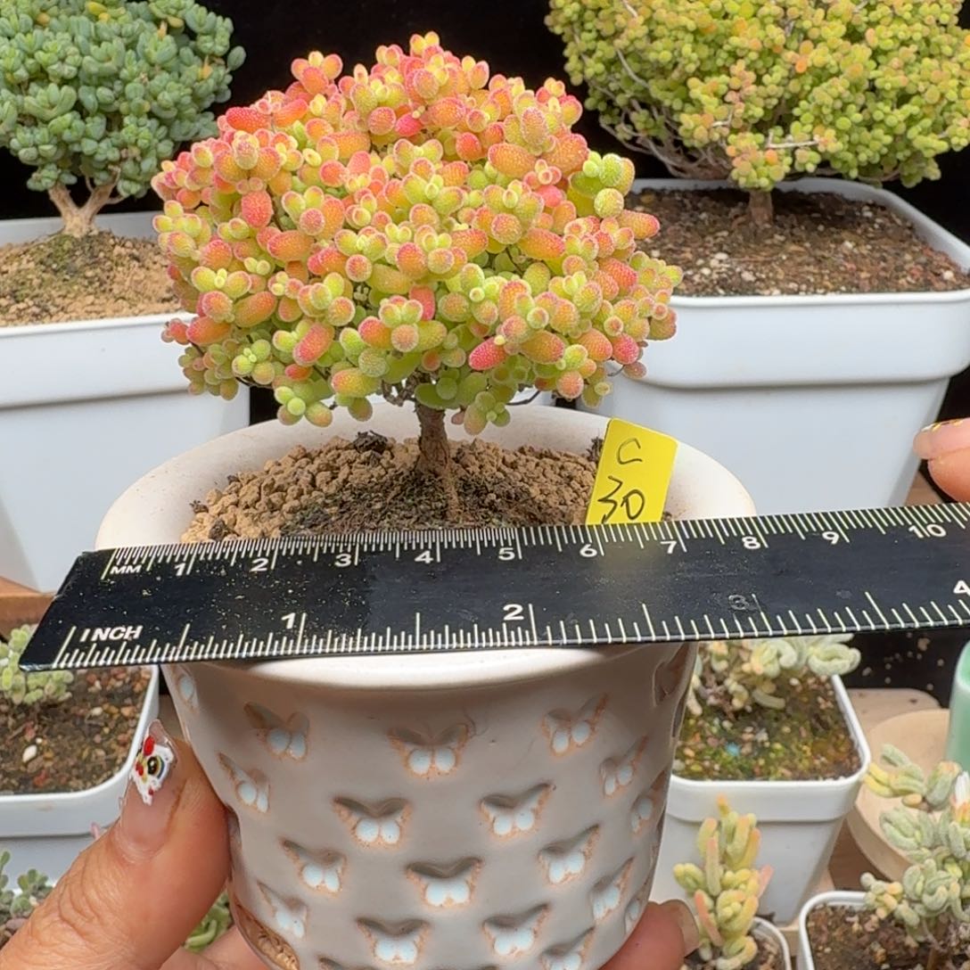 芋****c30号蜜橘冠服6不带盆