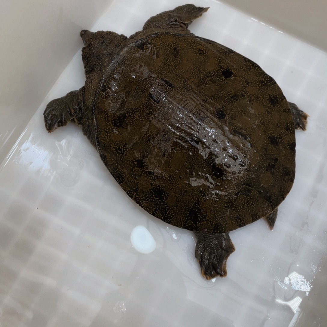 中国大陆野生甲鱼包邮