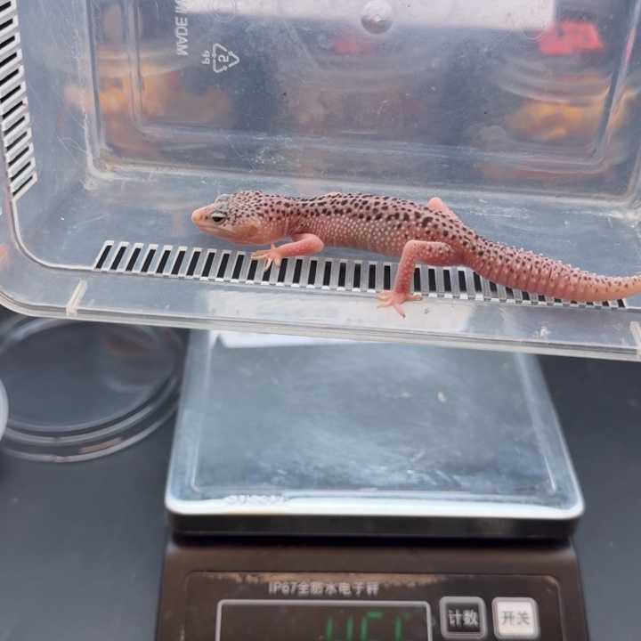 豹纹守宫银河妹妹