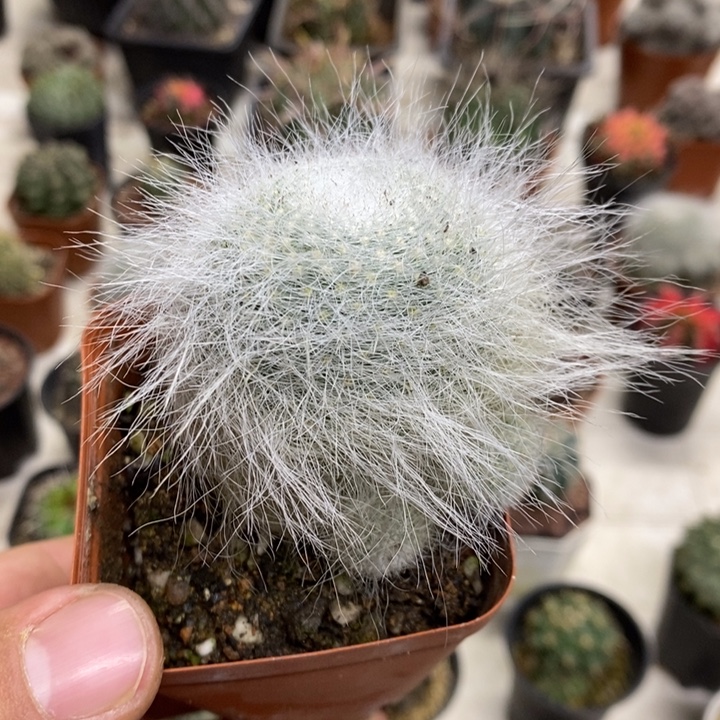 雪原玉翁特价福利