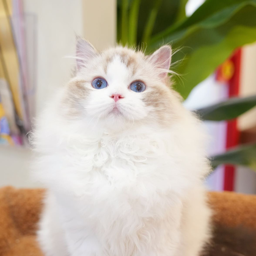 【海山双布偶弟弟-蛋挞】宠物活体猫咪布偶猫