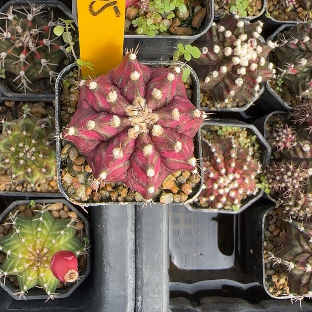 205-1230泰国发货多肉