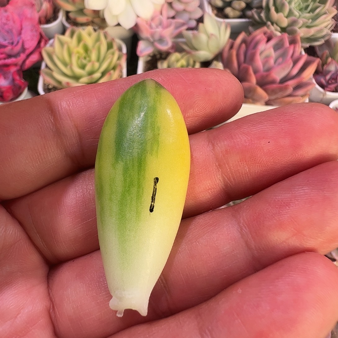 啊***愷多肉植物多肉植物