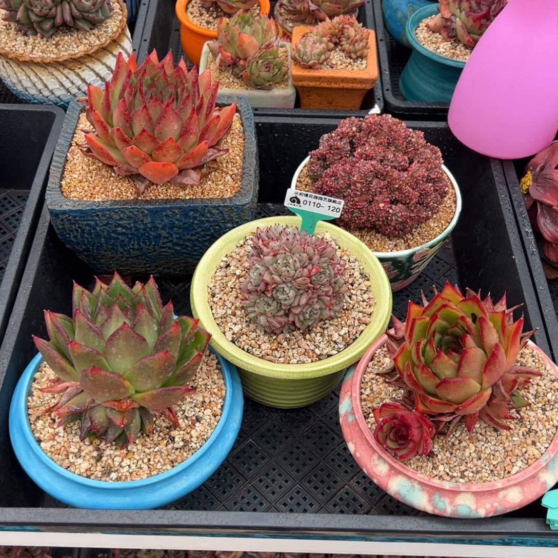 从前慢多肉精选编号0110.120