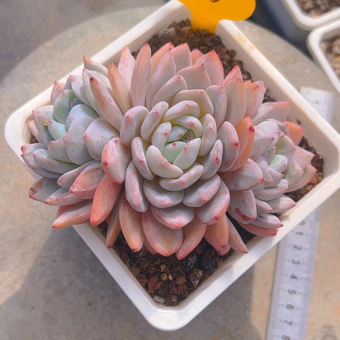 阿*啊三头橙梦露256号一物一拍