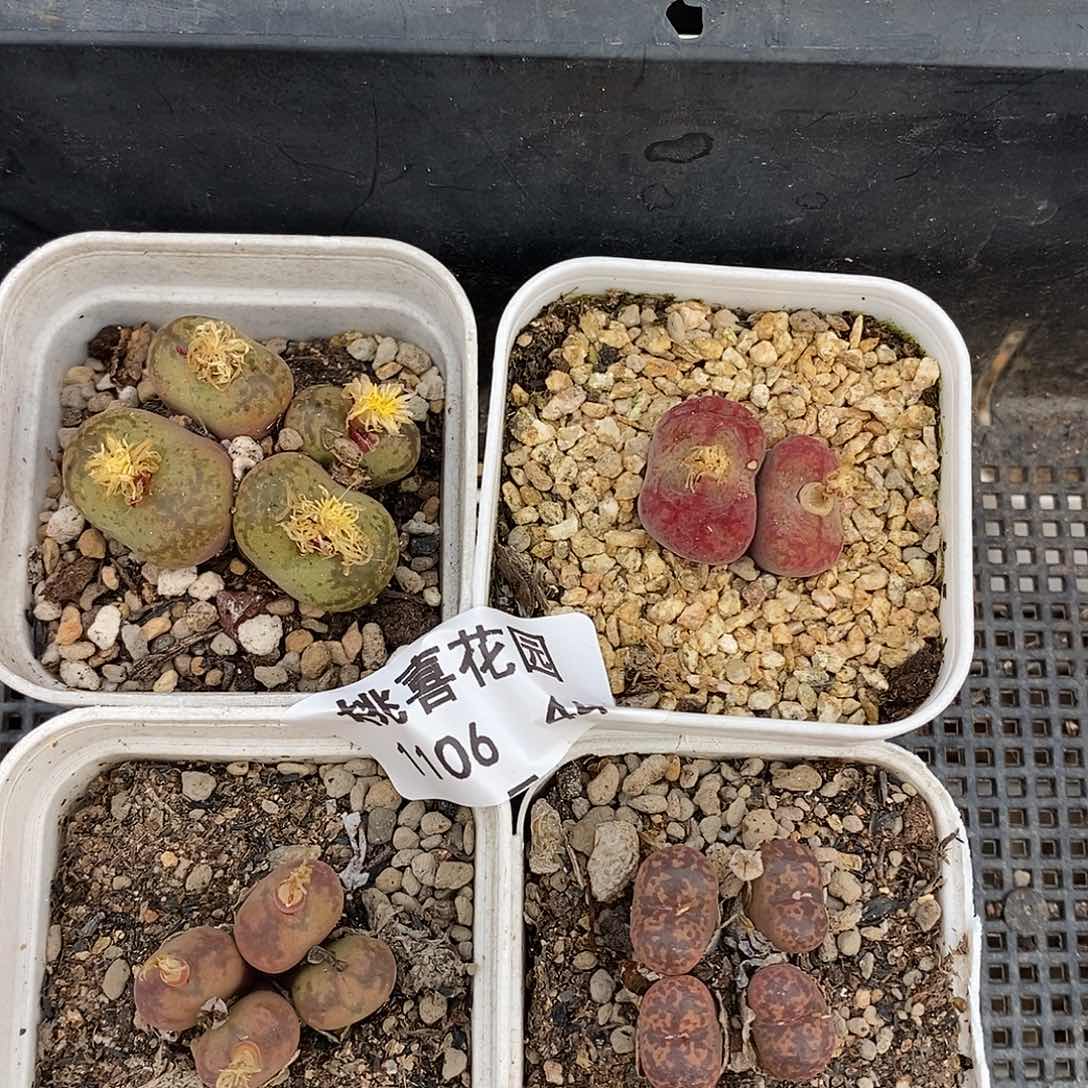 格*仙106-44-组合福利。   