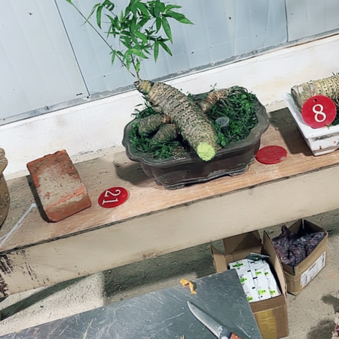 【闪购商品】完全开放念