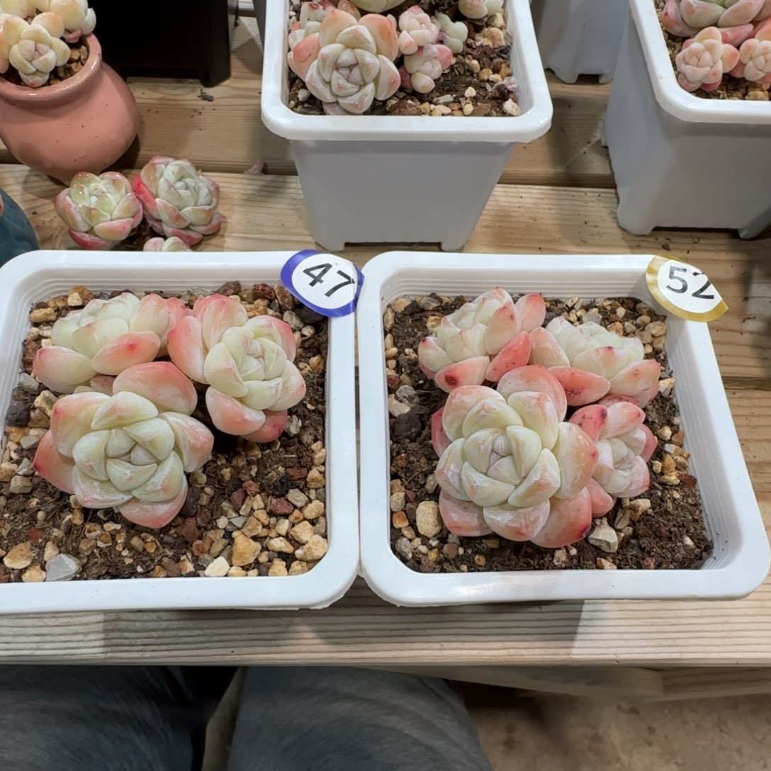 47号加52号两颗组合