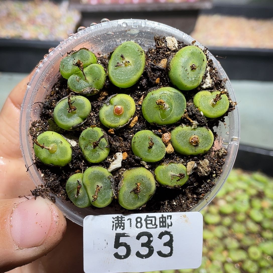 533当天凑满十八元包邮生石花