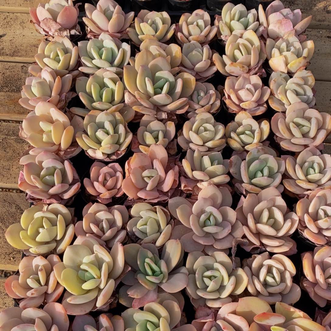 436的人生态度是如此