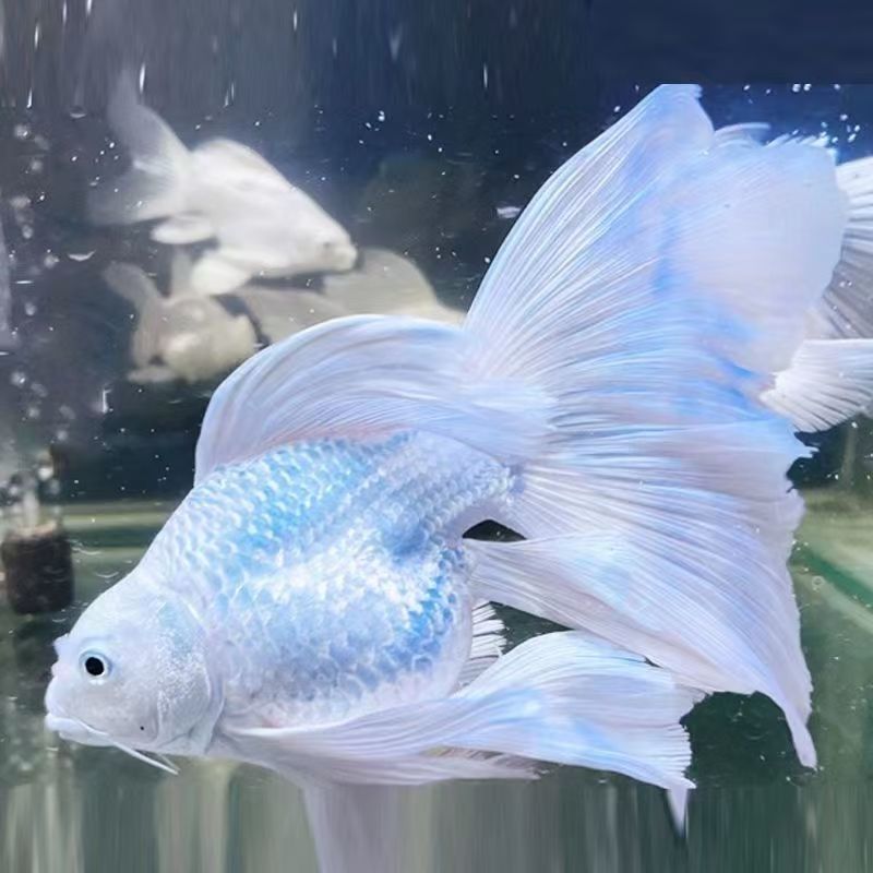 纯种蝴蝶鲤观赏鱼冷水鱼好养耐活