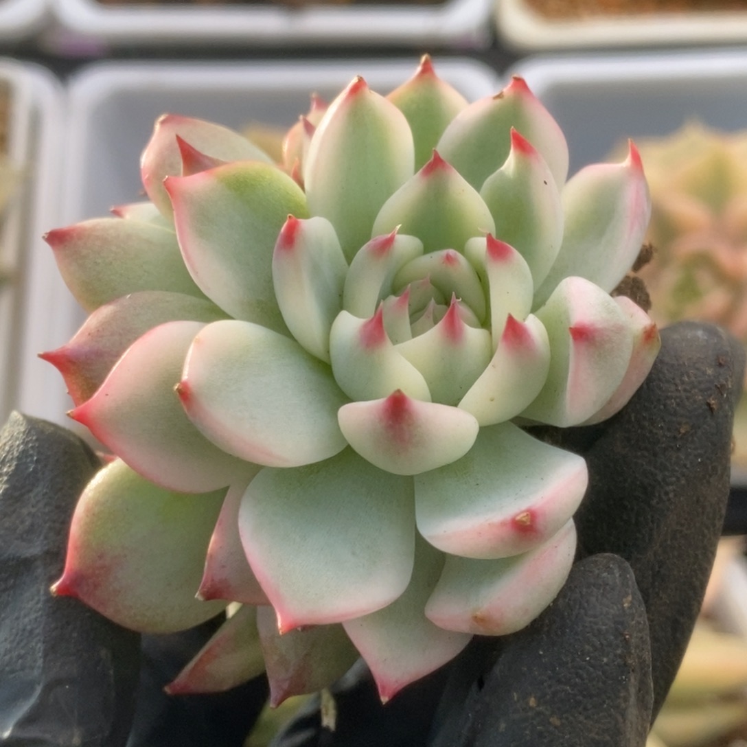 148锦锦锦锦锦锦锦锦
