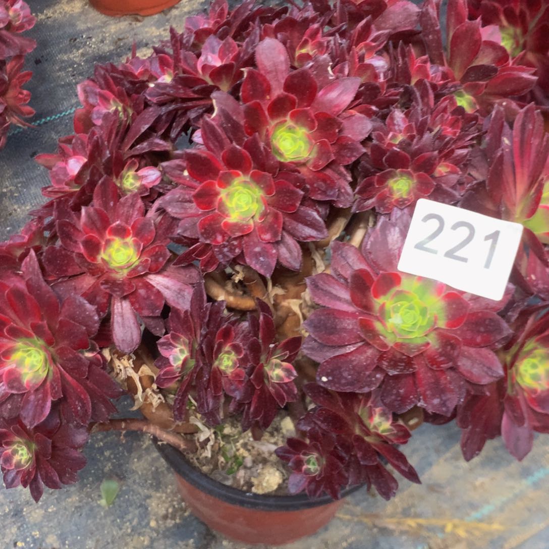 221安娜多肉植物