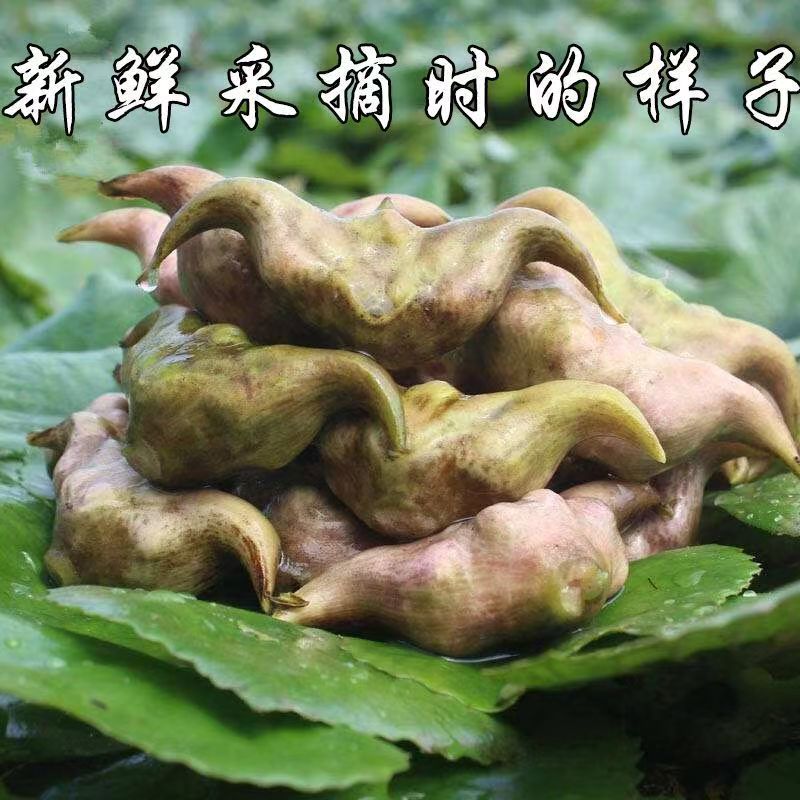 广东潮汕新鲜菱角肉野生菱角去壳老菱角莲角米现摘包邮