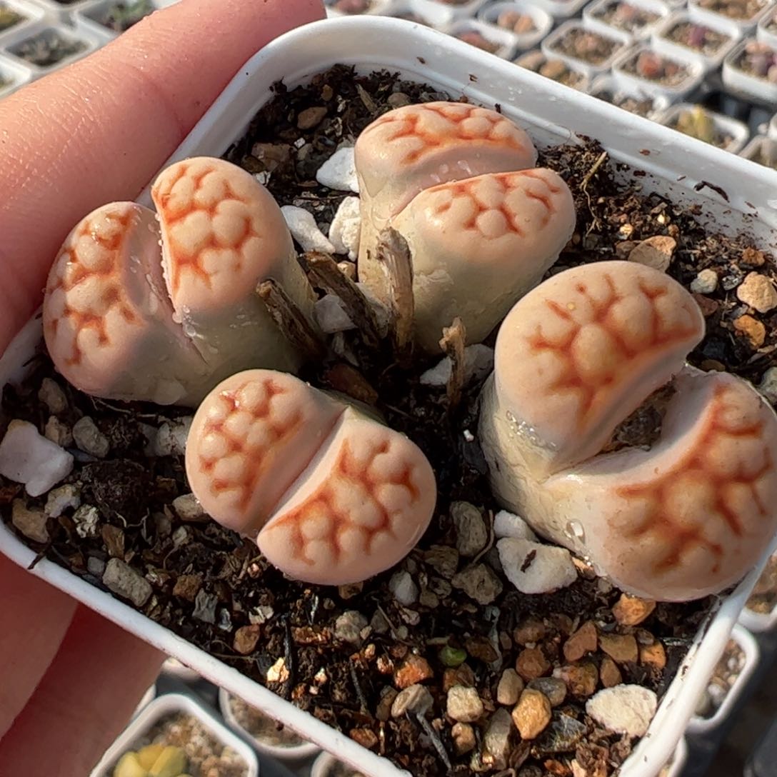 142多肉植物组合