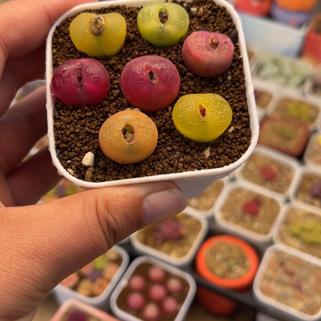 016多肉植物百科