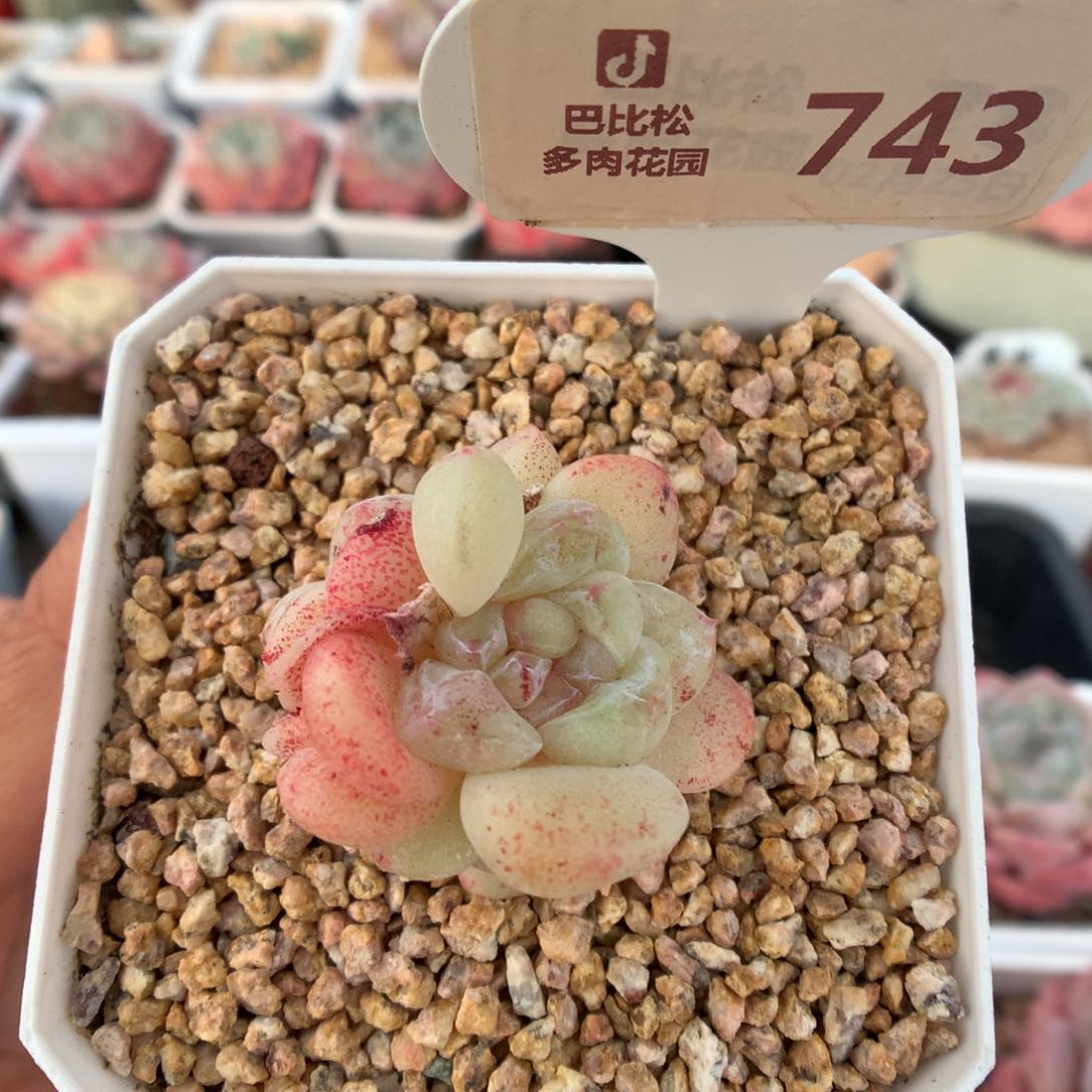 743冰玉石化多肉植物