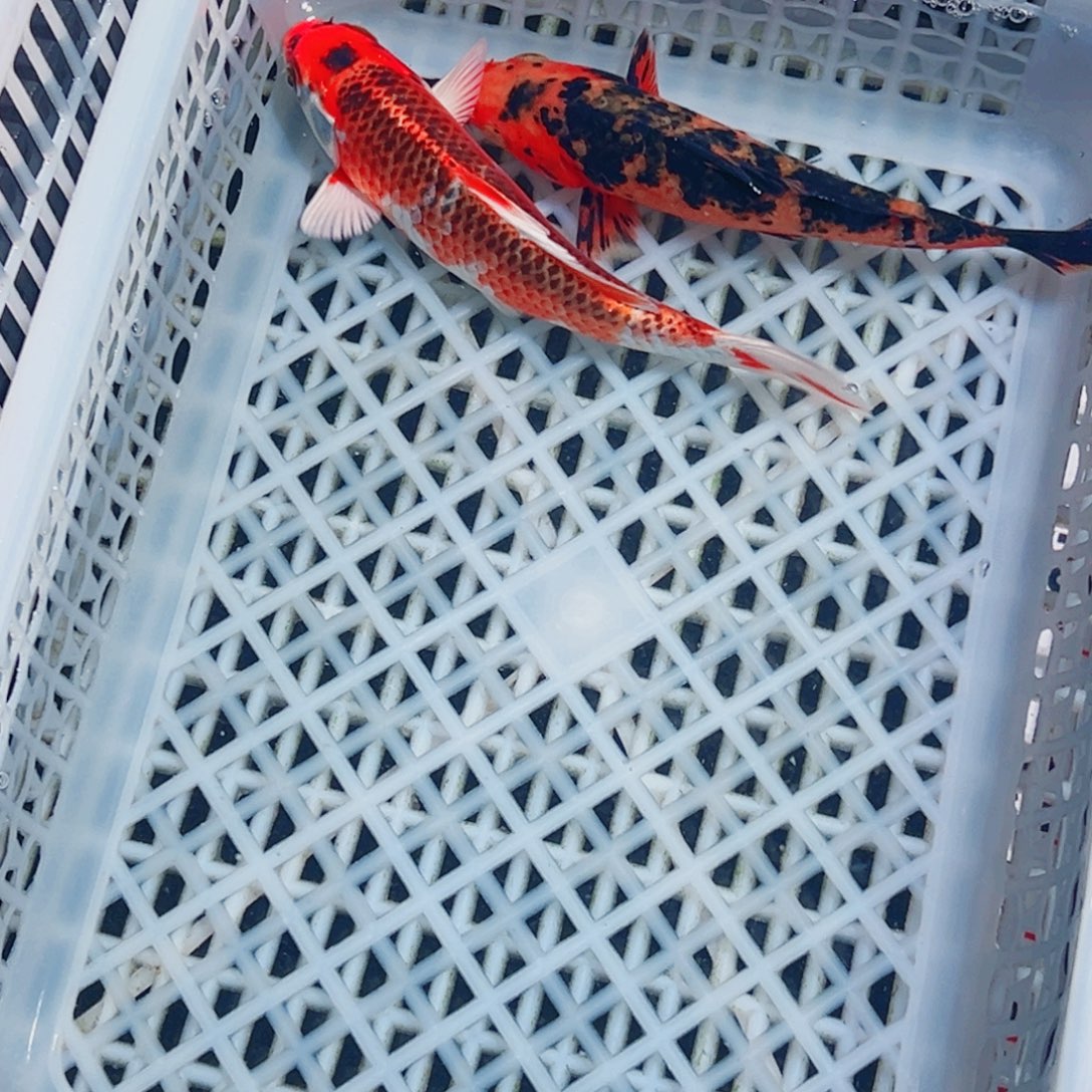 锦鲤锦鲤观赏鱼1111