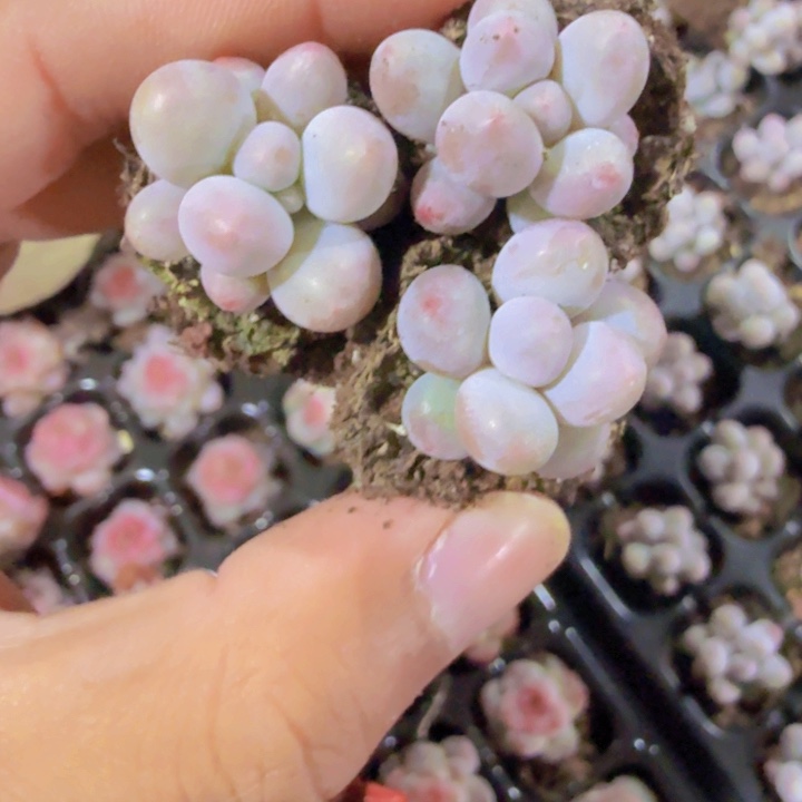 韩版汤圆穴盘五颗一组