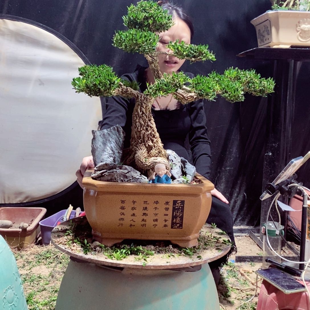 无花朵黄杨盆景园林