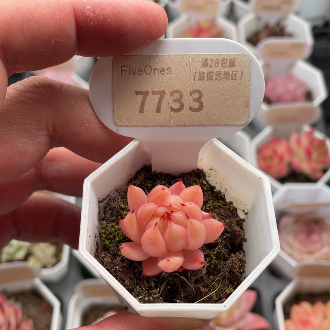 珍妮7733-3.0厘米
