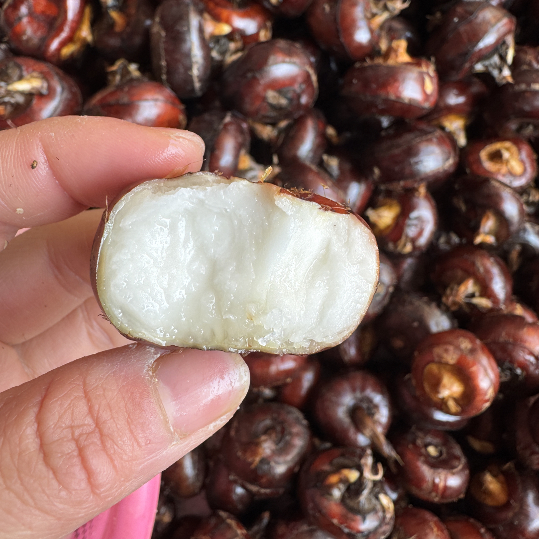 农家自种荸荠清甜脆爽多汁爽口马蹄