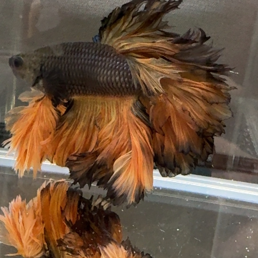 海水鱼17号贴印尼斗鱼