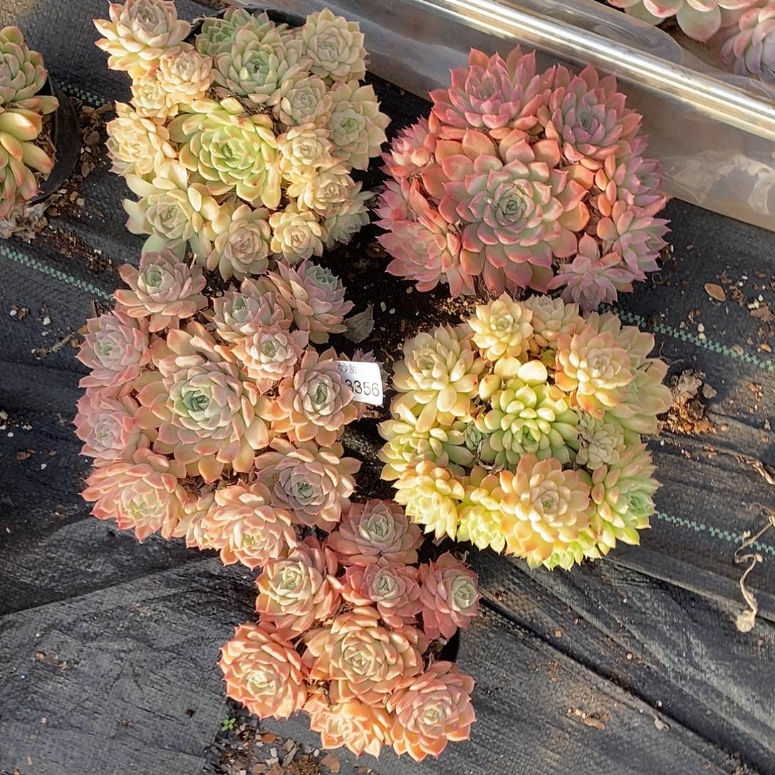 秋***歌3356五颗散群掉头不售后15厘米