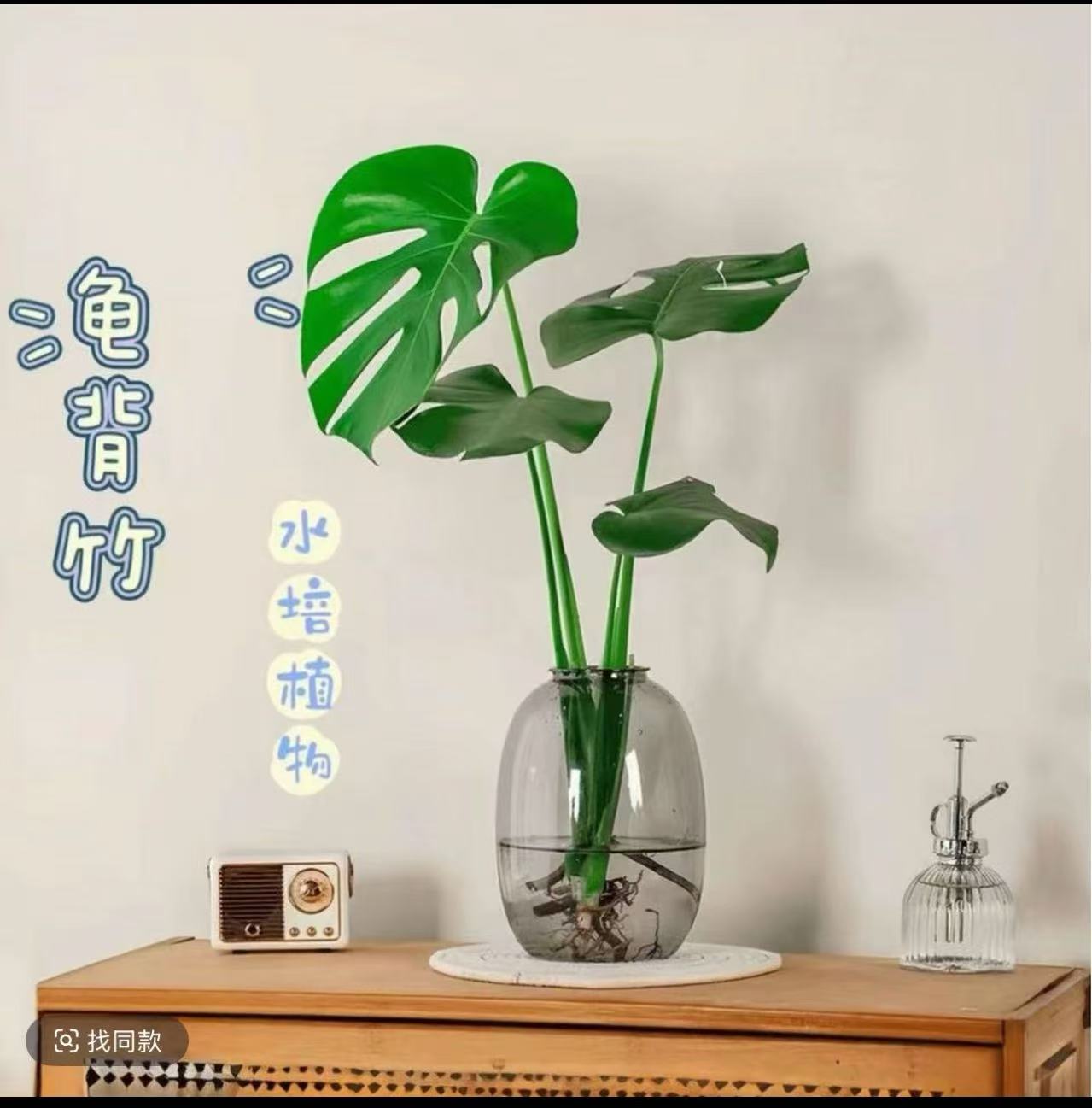 水培龟背竹基地室内绿植盆栽观叶花卉四季常绿好养护懒人