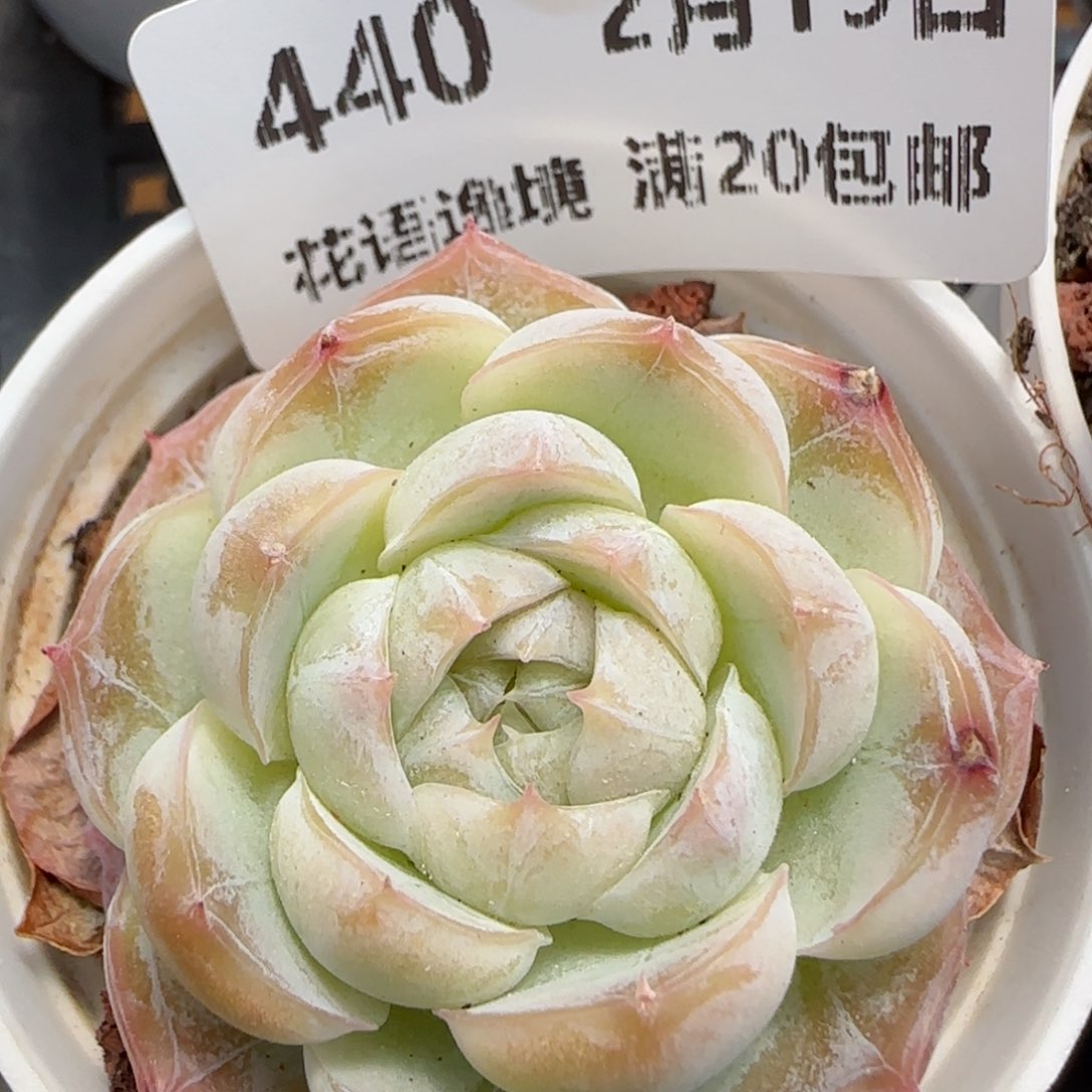 花语逸镜0219-440