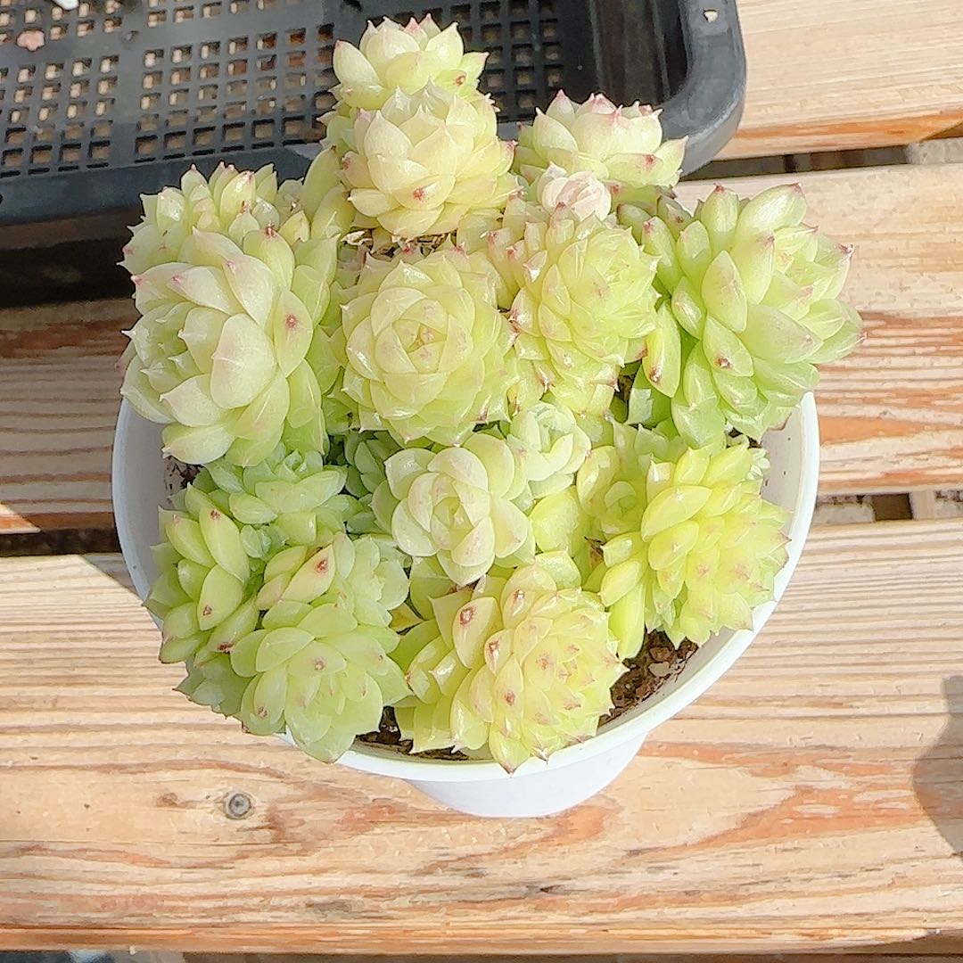 红***桃0102-87（优选麦秆）孤品多肉