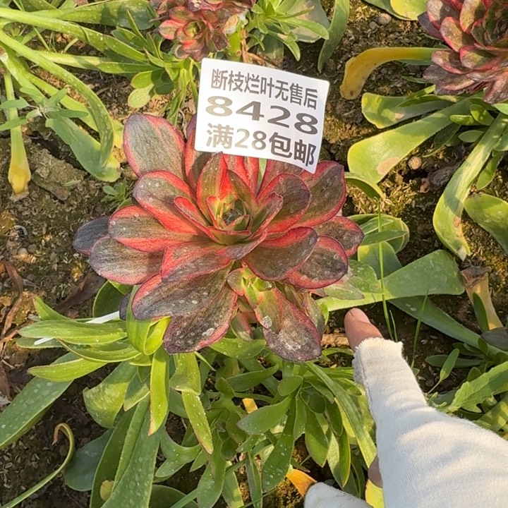 8428嫁接纳福二号棚E