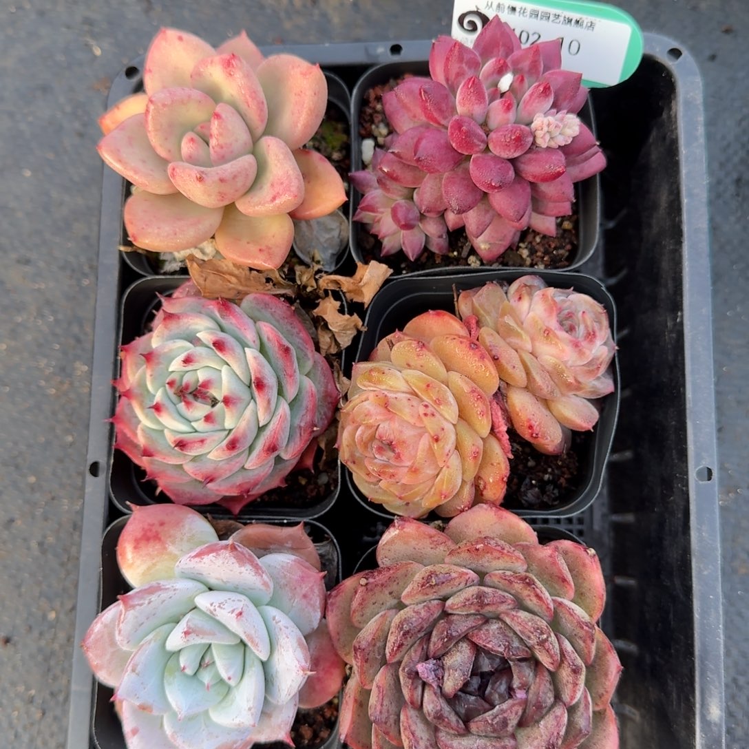 从前慢多肉精选编号0102.10