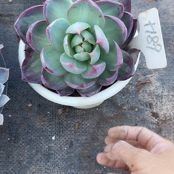 两单包邮，一物一拍，189惊鸿