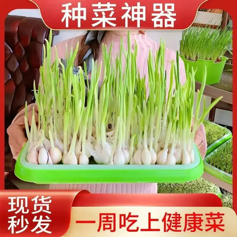 水培蒜苗专用蒜苗盘种蒜神器育苗盘【能种蒜苗,能种芽苗菜】